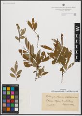 Foto von Salix appendiculata Vill. x Salix waldsteiniana Willd.